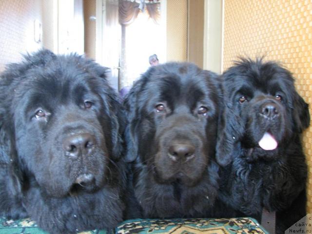 Фотография № 12813