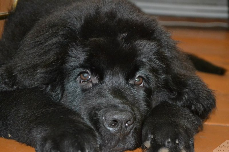 Фото: ньюфаундленд Черная Мафия Зоом Инто Ме (Chernaya Mafia Zoom Into Me)