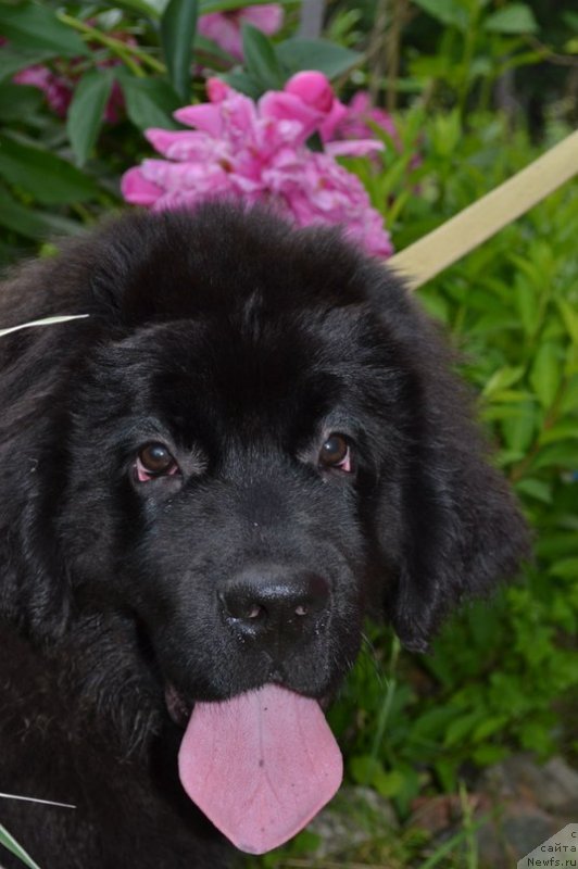 Фото: ньюфаундленд Черная Мафия Зоом Инто Ме (Chernaya Mafia Zoom Into Me)