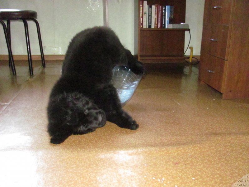 Фото: ньюфаундленд Ньюфорт Шикарная Леди