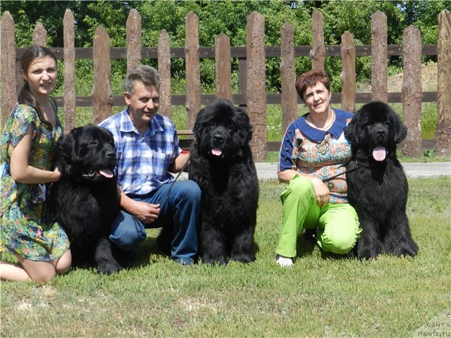 Фото: ньюфаундленд Акватория Келвин Тэн Страйк (Aquatoriya Kelvin Ten Strike), ньюфаундленд Акватория Келвин Урсула, ньюфаундленд Юпитер Царь Богов от Сибирского Медведя (Yupiter Tsar Bogov ot Sibirskogo Medvedja)