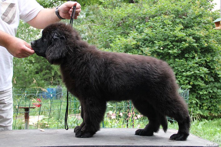 Фото: ньюфаундленд Черный Чанк с Берега Дона (Chernyj Chank s Berega Dona)