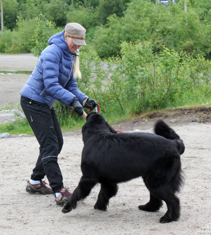 Фото: ньюфаундленд Питерньюф Нота Бене (Piternyuf Nota Bene), Екатерина Зайцева