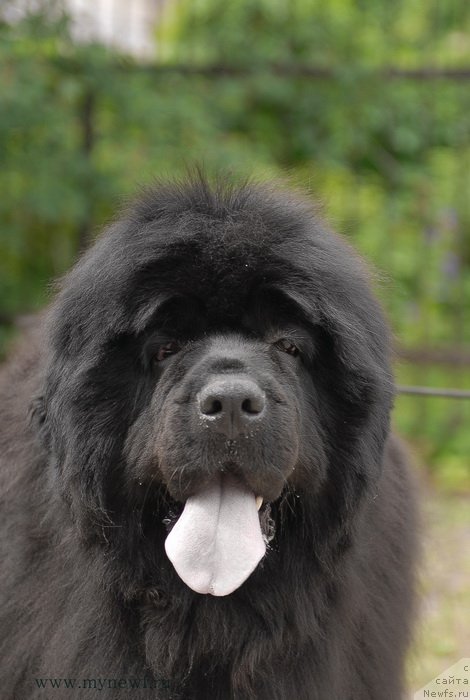 Фото: ньюфаундленд Сент Джонс Роуз фо Ми (Sent Djons Rose for Me)