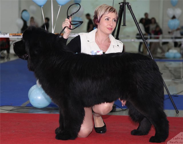 Фото: ньюфаундленд Хан Тенгри Бирс Ванесса