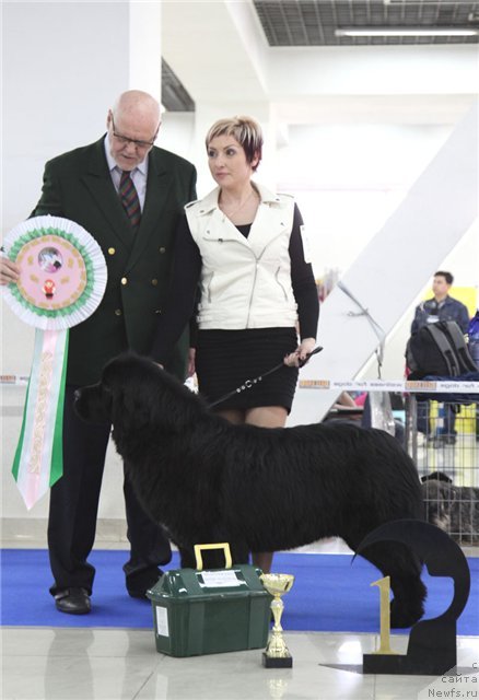 Фото: ньюфаундленд Хан Тенгри Бирс Ванесса