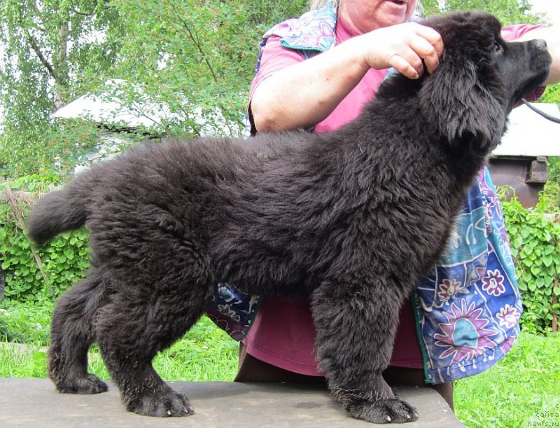 Фото: ньюфаундленд Bjornebandens Nancy Wilson