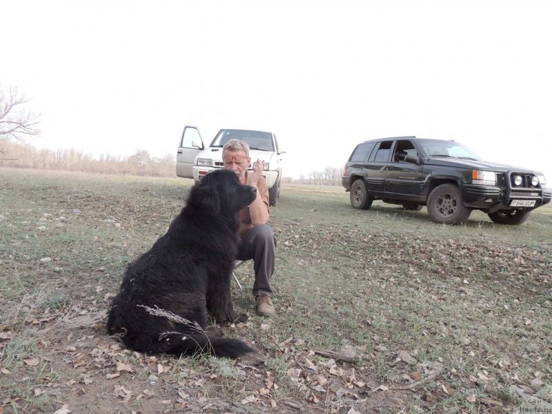 Фото: ньюфаундленд Би Перфект Арабелла