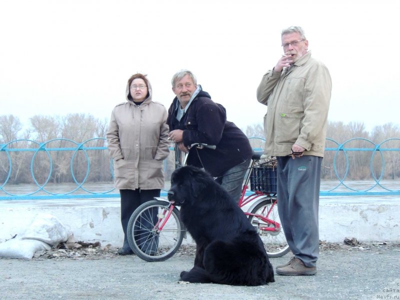 Фото: ньюфаундленд Би Перфект Арабелла