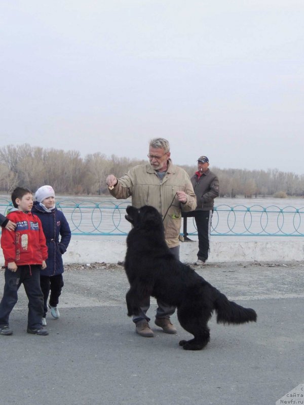 Фото: ньюфаундленд Би Перфект Арабелла