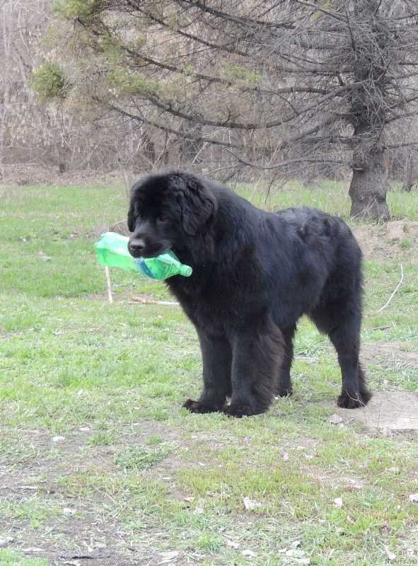 Фото: ньюфаундленд Би Перфект Арабелла