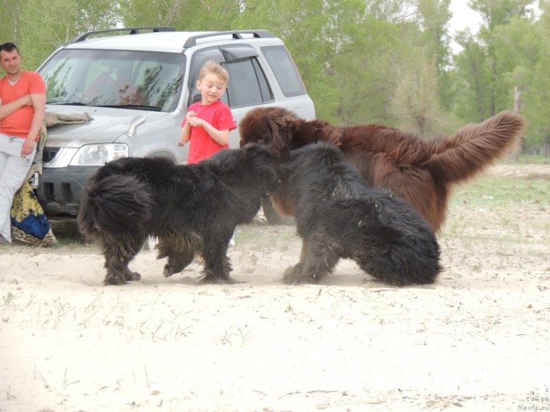 Фото: ньюфаундленд Би Перфект Арабелла, ньюфаундленд Фактурный Фрукт с Берега Дона (Fakturnyi Frukt s Berega Dona), ньюфаундленд Vronika Ye Satisfaction Super Mishka
