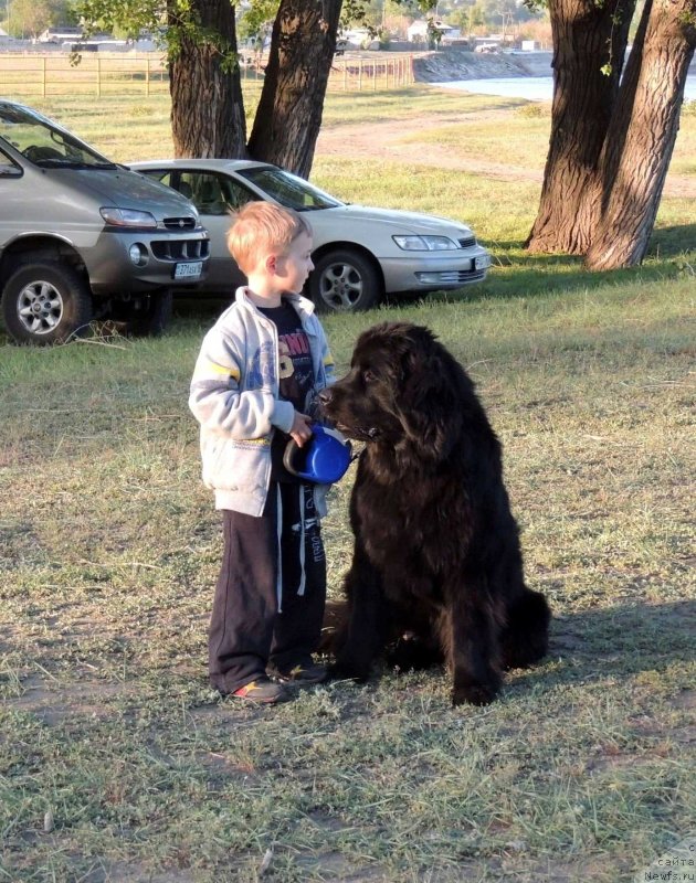Фото: ньюфаундленд Би Перфект Арабелла