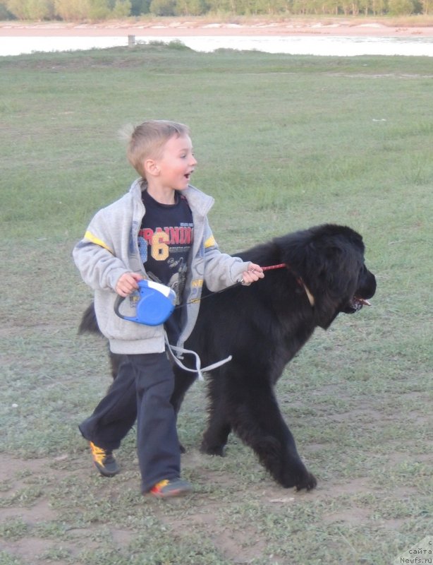 Фото: ньюфаундленд Би Перфект Арабелла