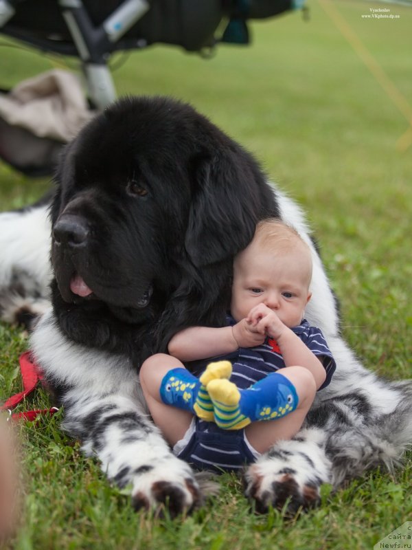 Фото: ньюфаундленд Плюшевая Панда Стиль-Санкт-Петербурга