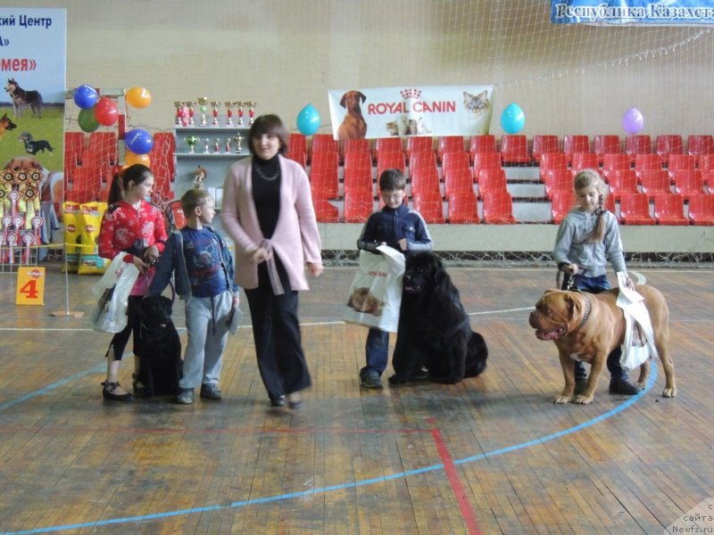 Фото: ньюфаундленд Би Перфект Арабелла