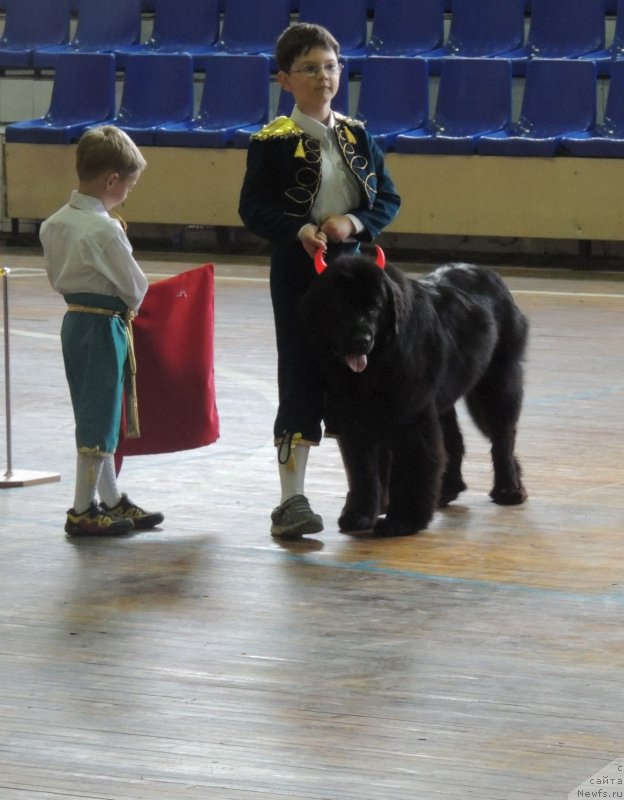 Фото: ньюфаундленд Би Перфект Арабелла
