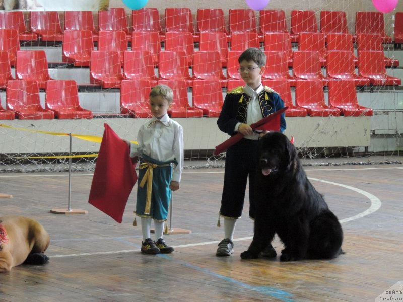 Фото: ньюфаундленд Би Перфект Арабелла