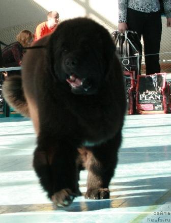 Фотография № 12829