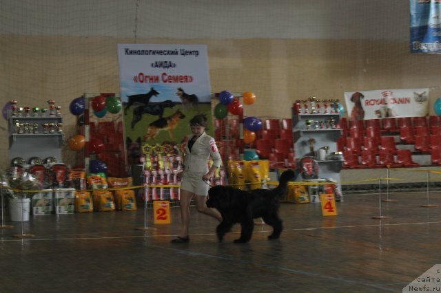 Фото: ньюфаундленд Би Перфект Арабелла, Ирина Павлова