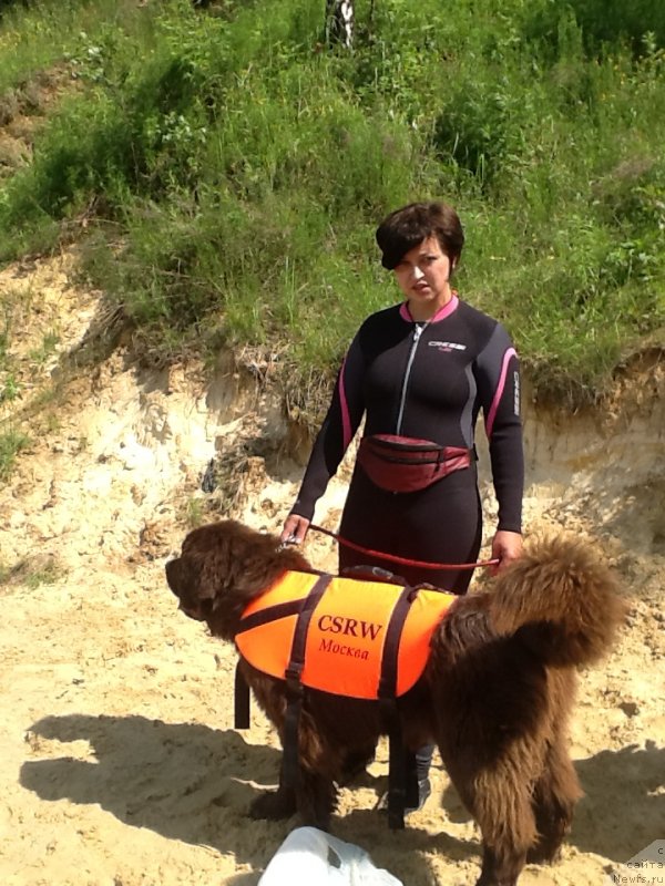 Фото: ньюфаундленд Чарли Де Бест Хелфи Пэл (Charli The Best Helfi Pel)