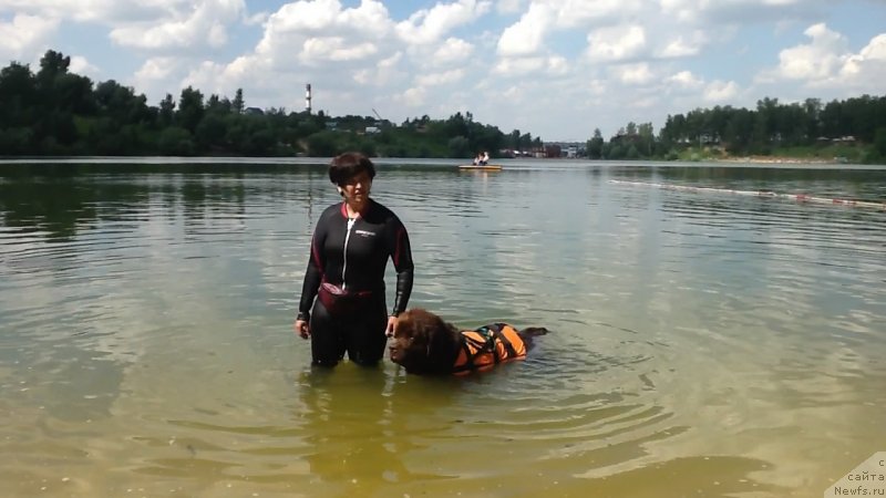 Фото: ньюфаундленд Чарли Де Бест Хелфи Пэл (Charli The Best Helfi Pel)