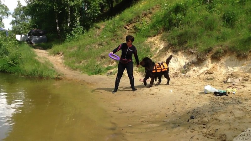 Фото: ньюфаундленд Чарли Де Бест Хелфи Пэл (Charli The Best Helfi Pel)