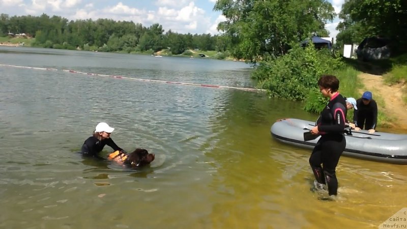 Фото: ньюфаундленд Чарли Де Бест Хелфи Пэл (Charli The Best Helfi Pel)