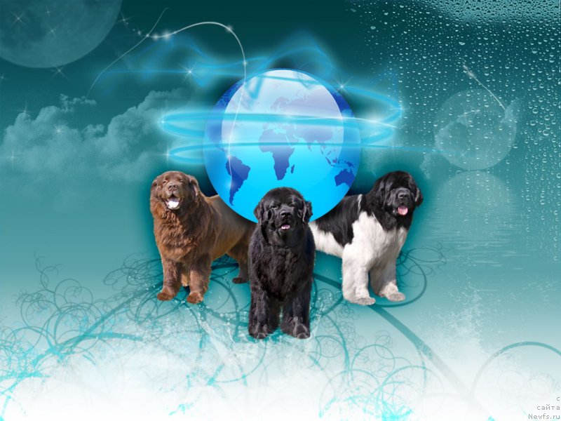 Фото: ньюфаундленд Супер Бизон Айсберг (Super Bizon Aisberg), ньюфаундленд Жемчуг Гранд из Уникальной Коллекции, ньюфаундленд Юджин с Берега Дона