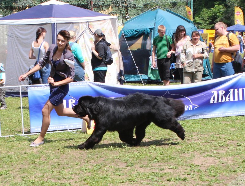 Фото: ньюфаундленд Сказочная Кроха Медисон (Skazochnaya Kroha Medison)