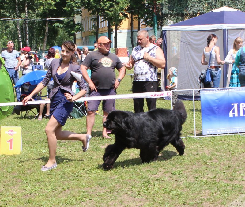 Фото: ньюфаундленд Сказочная Кроха Медисон (Skazochnaya Kroha Medison)