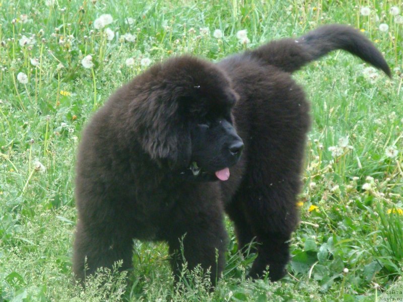 Фото: ньюфаундленд Черная Мафия Зенд-Авеста (Chernaya Mafia Zend-Avesta)