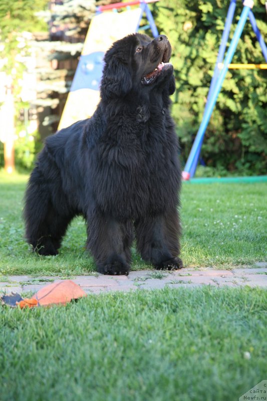 Фото: ньюфаундленд Сент Джонс Хендсел фо Ми (Sent Djons Handsel for Me)