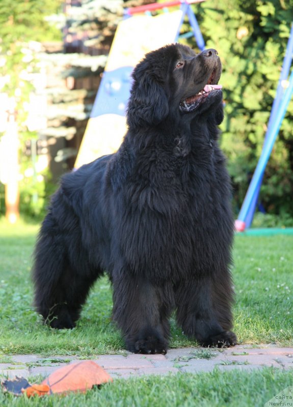 Фото: ньюфаундленд Сент Джонс Хендсел фо Ми (Sent Djons Handsel for Me)