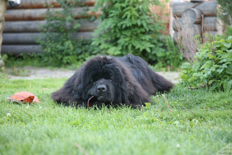 Фото: ньюфаундленд Сент Джонс Хендсел фо Ми (Sent Djons Handsel for Me)