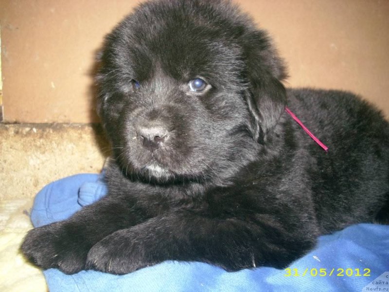 Фото: ньюфаундленд Neretum Tribe Xagrid