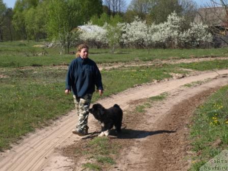 Фото: ньюфаундленд Питерньюф Жить Хорошо (Piternyuf Zhit' Horosho), Светлана Шувалова, Светлана