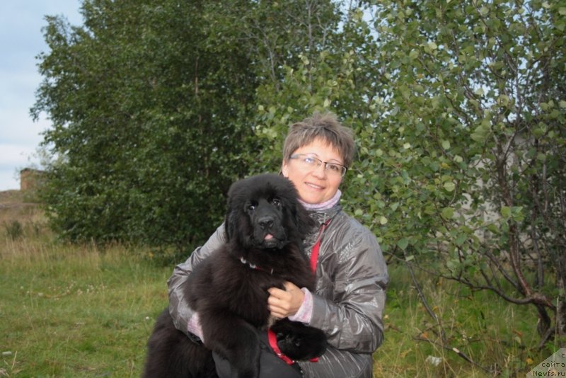 Фото: ньюфаундленд Neretum Tribe Xagrid, Елена Кузьмина