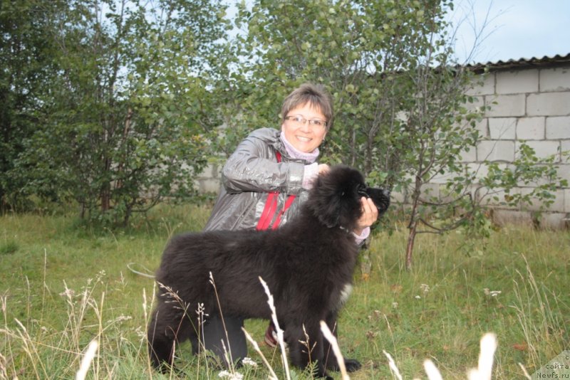 Фото: ньюфаундленд Neretum Tribe Xagrid, Елена Кузьмина