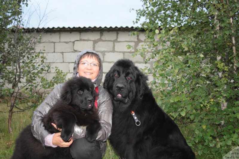 Фото: ньюфаундленд Neretum Tribe Xagrid, Елена Кузьмина, ньюфаундленд Глория Гранд Блек