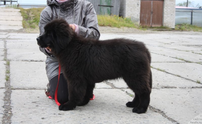 Фото: ньюфаундленд Neretum Tribe Xagrid