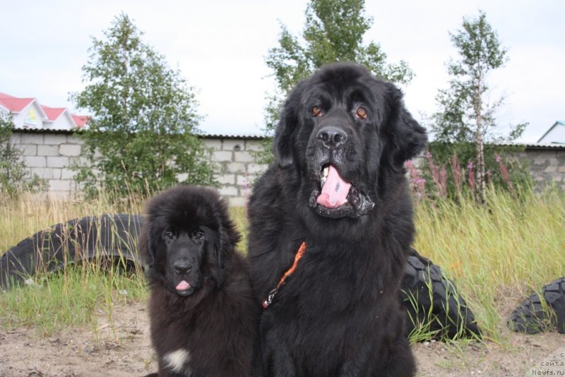 Фото: ньюфаундленд Neretum Tribe Xagrid, ньюфаундленд Глория Гранд Блек