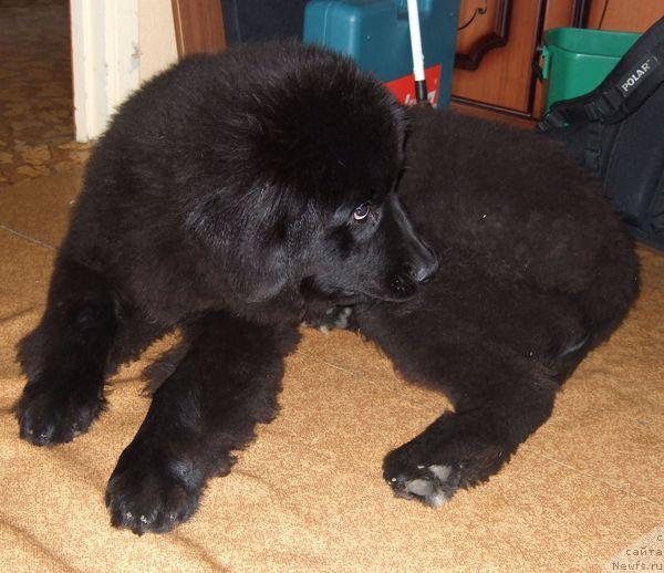 Фото: ньюфаундленд Сент Джонс Отрада