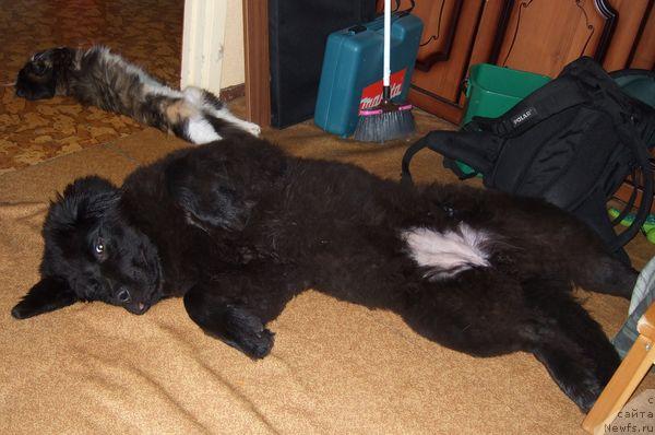 Фото: ньюфаундленд Сент Джонс Отрада