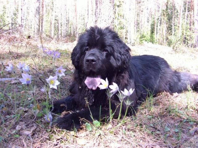 Фотография № 12848