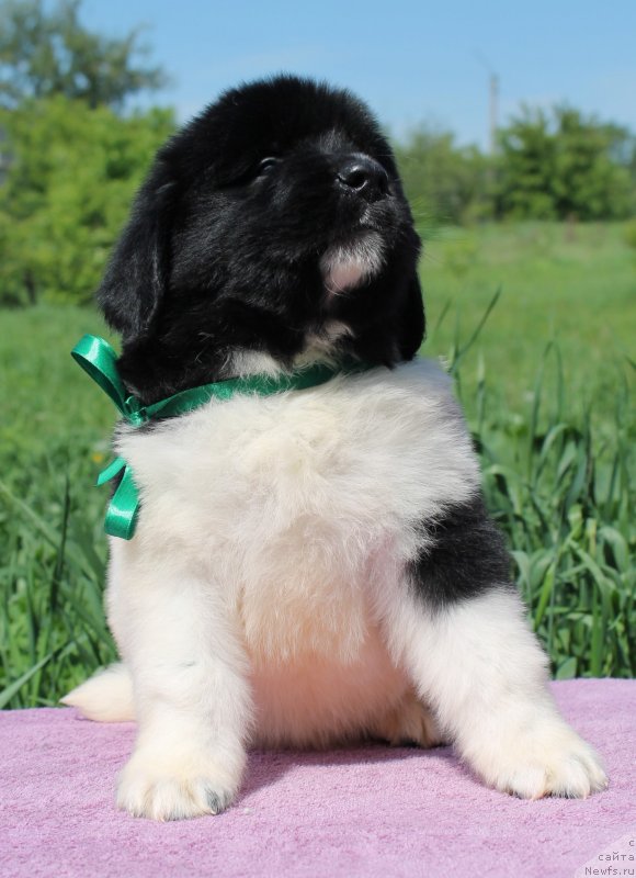 Фото: ньюфаундленд Фиаметтахауз Нунки (Fiamettahauz  Nunki), ньюфаундленд Флагман от Сибирского Медведя (Flagman ot Sibirskogo Medvedja)