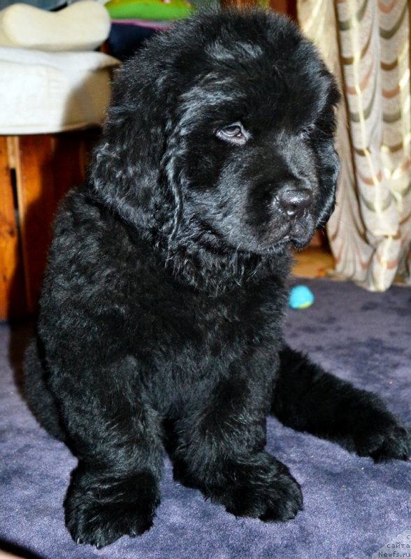 Фото: ньюфаундленд Винсент Друкки Интригант