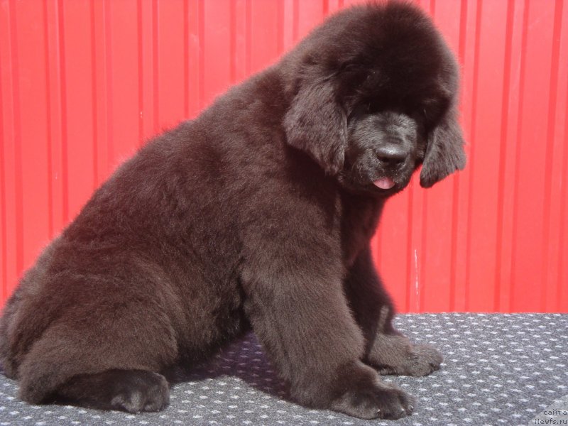 Фото: ньюфаундленд Черная Мафия Зенд-Авеста (Chernaya Mafia Zend-Avesta)