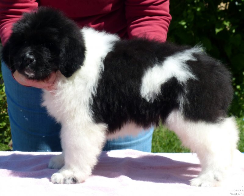 Фотография № 128502