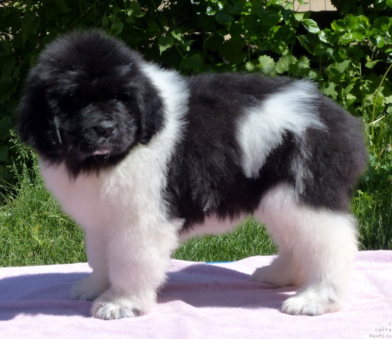 Фотография № 128503